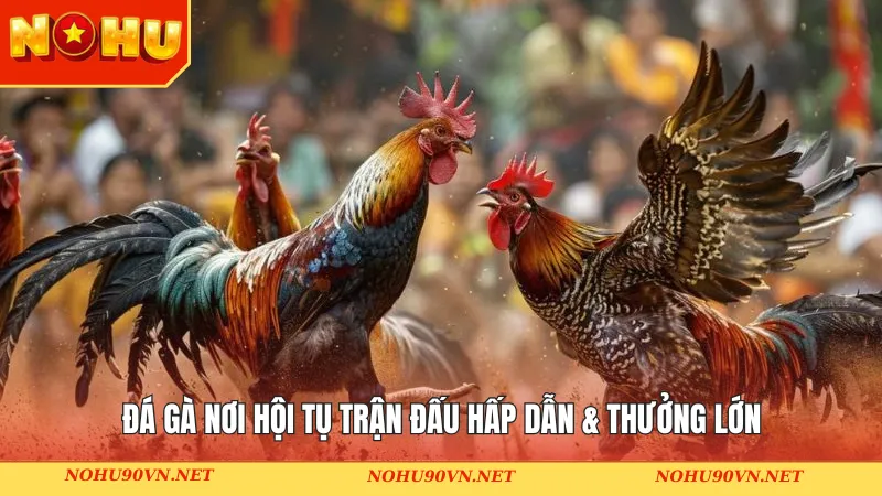 Đá gà Nohu90 - Nơi hội tụ trận đấu hấp dẫn & thưởng lớn