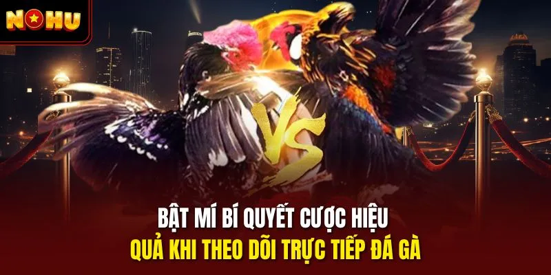 Bật mí bí quyết cược hiệu quả khi theo dõi trực tiếp đá gà