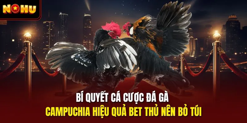 Bí quyết cá cược đá gà Campuchia hiệu quả bet thủ nên bỏ túi
