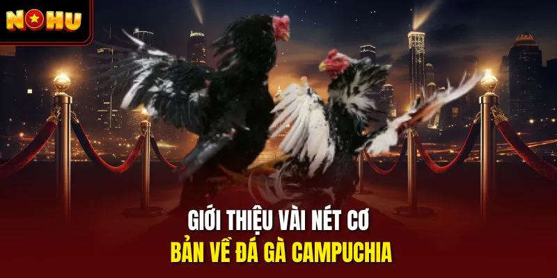Giới thiệu vài nét cơ bản về đá gà Campuchia